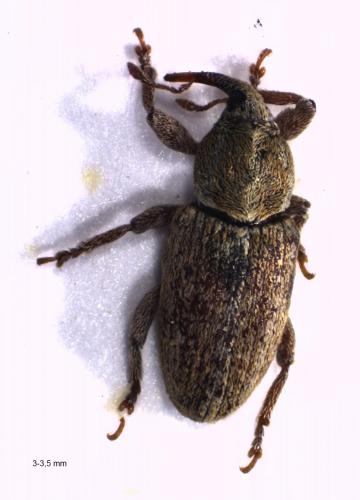 Tychius meliloti