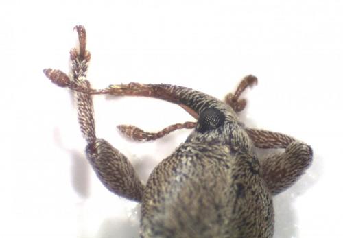 Tychius meliloti
