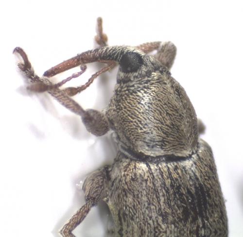 Réf. 153 300 : Tychius meliloti