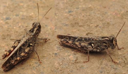 Calliptamus sp.
