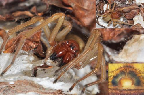 Réf. 153 276 : Cheiracanthium punctorium