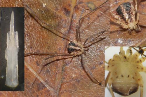 Réf. 153 193 : Nelima silvatica