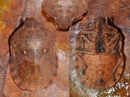 Réf. 153 196 : Eurygaster maura