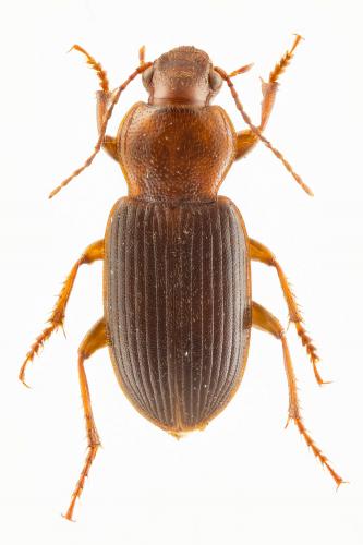 Ophonus cordatus