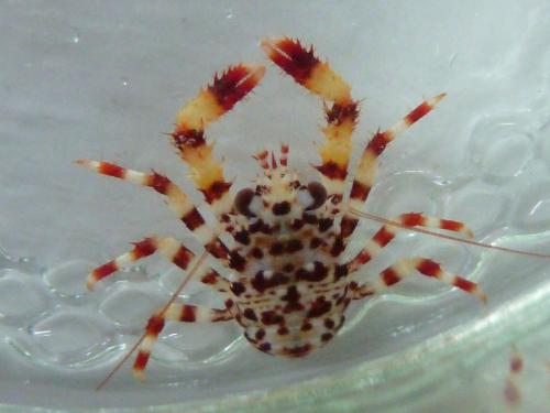 Réf. 153 069 : Galathea strigosa
