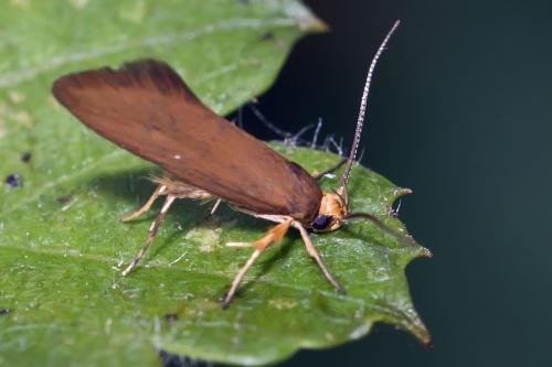 Crassa unitella