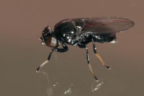 Réf. 153 607 : Athyroglossa glabra
