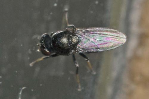Athyroglossa glabra