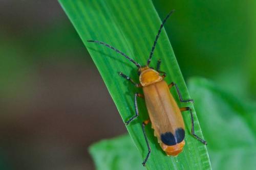 Silinae