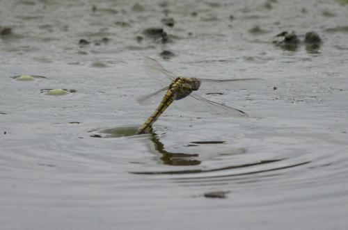 Orthetrum cancellatum