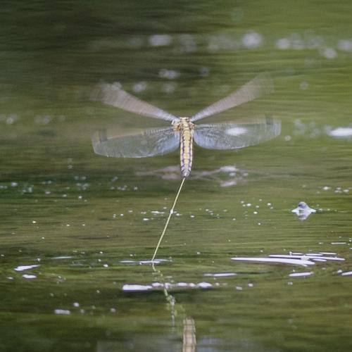 Orthetrum cancellatum