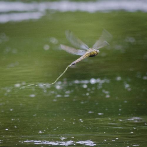 Orthetrum cancellatum