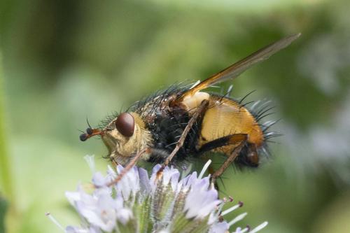 Tachina fera