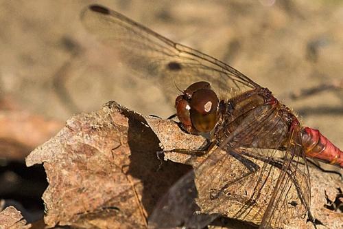 Sympetrum meridionale