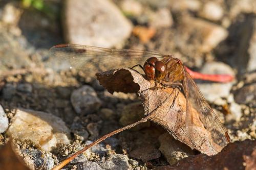 Sympetrum meridionale