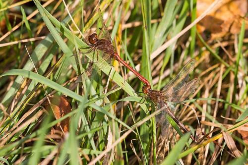 Réf. 153 246 : Sympetrum meridionale