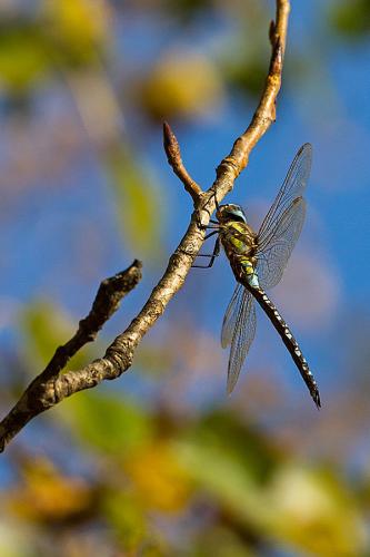 Réf. 153 263 : Aeshna mixta