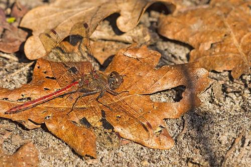 Sympetrum striolatum