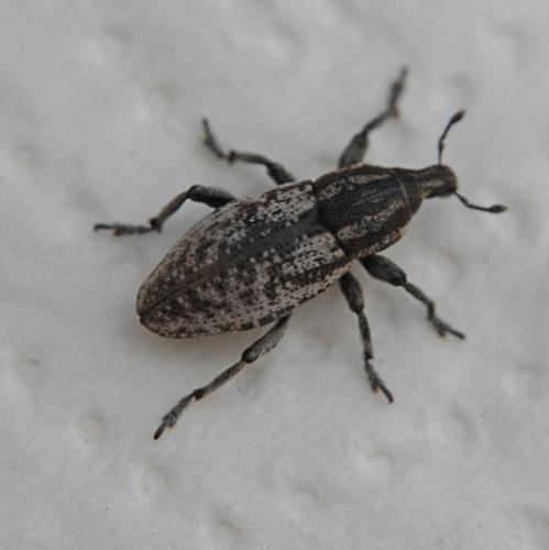 Pseudocleonus cinereus