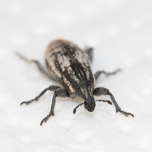 Réf. 153 423 : Pseudocleonus cinereus