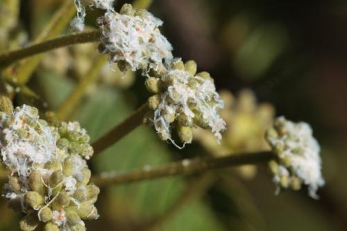 Acizzia jamatonica