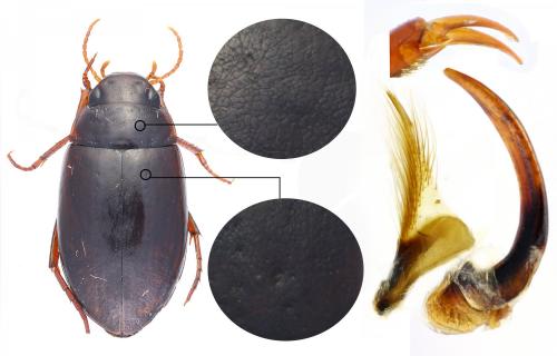Réf. 153 165 : Agabus guttatus