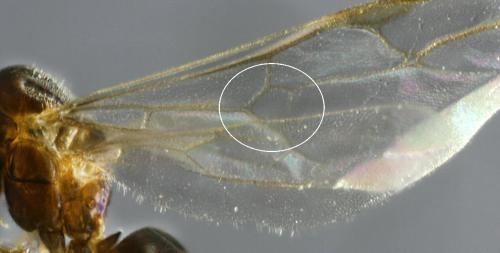 Réf. 153 597 : Lasius (alienus)