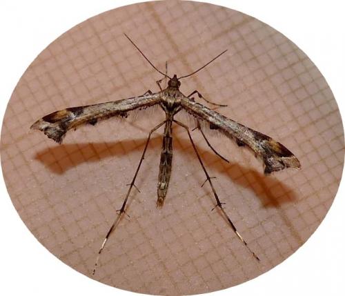 Amblyptilia acanthadactyla