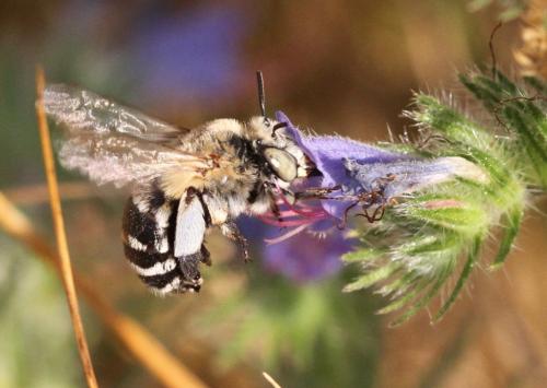 Réf. 153 093 : Amegilla quadrifasciata