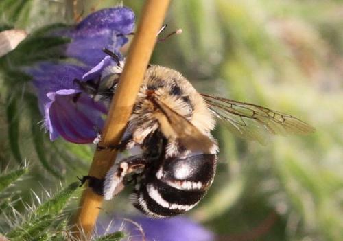 Réf. 153 094 : Amegilla quadrifasciata