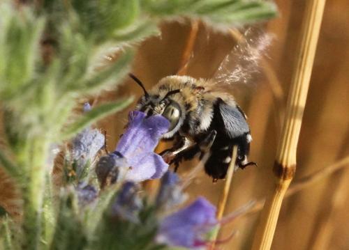 Réf. 153 095 : Amegilla quadrifasciata