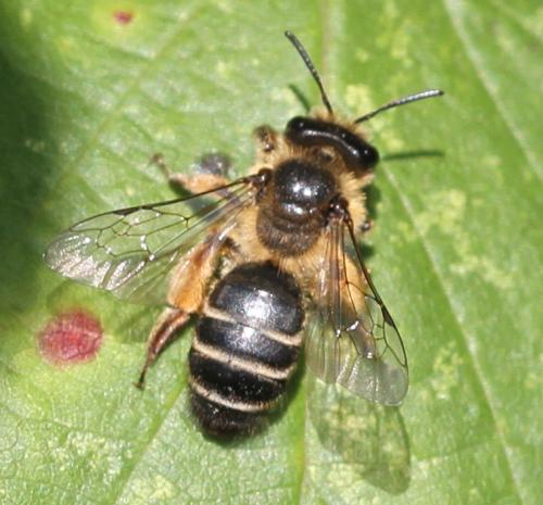 Andrena flavipes