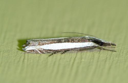 Angustalius malacellus