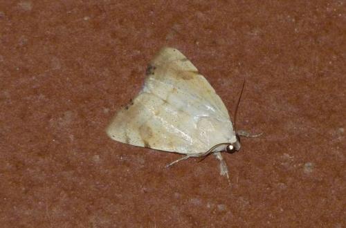 Réf. 153 689 : Xanthodes albago