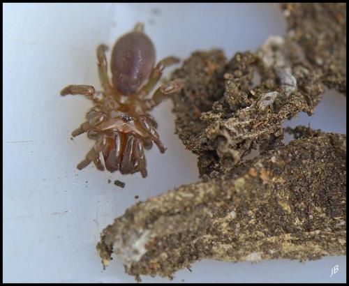 Atypus affinis
