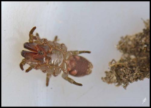 Réf. 153 874 : Atypus affinis