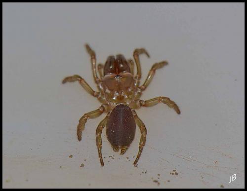 Réf. 153 875 : Atypus affinis