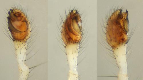 Enoplognatha mordax