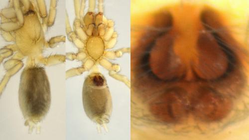 Haplodrassus dalmatensis