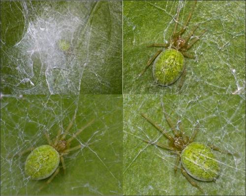 Nigma walckenaeri