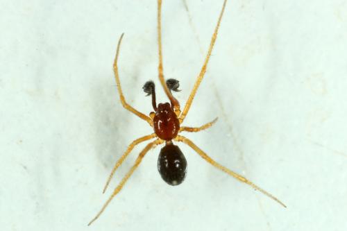 Réf. 153 604 : Neottiura bimaculata