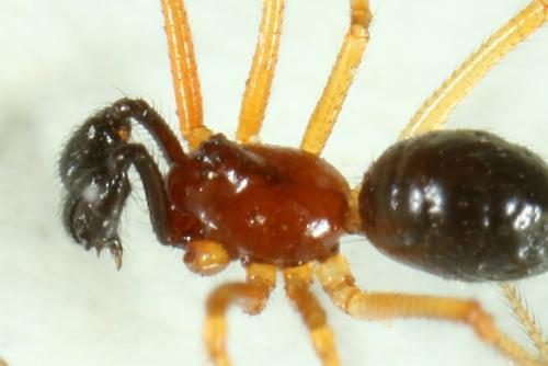 Neottiura bimaculata