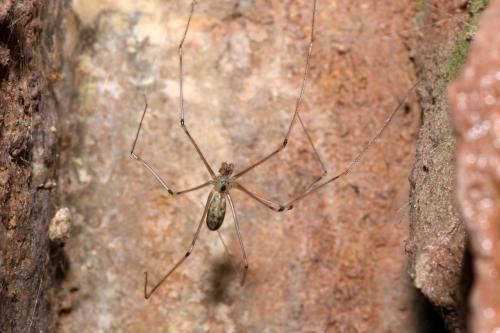 Réf. 153 864 : Pholcus phalangioides