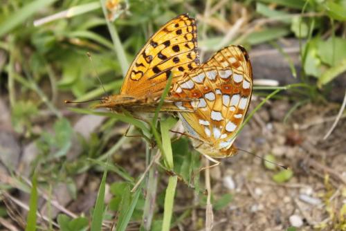 Argynnis adippe