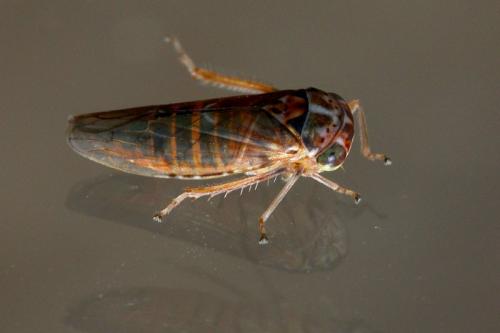 Réf. 153 110 : Idiocerus stigmaticalis