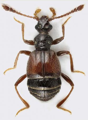 Réf. 153 214 : Rybaxis longicornis