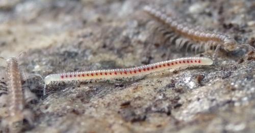 Blaniulus guttulatus