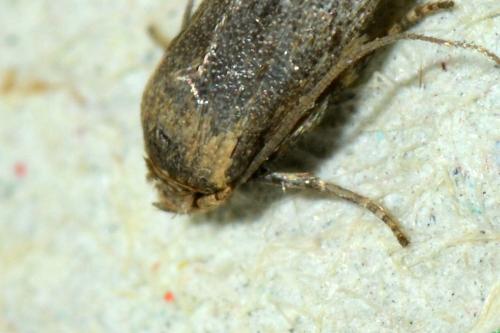 Blastobasis sp.
