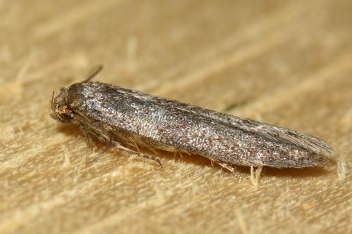 Blastobasis sp.
