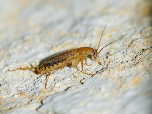 Planuncus vinzi